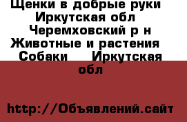 Щенки в добрые руки - Иркутская обл., Черемховский р-н Животные и растения » Собаки   . Иркутская обл.